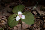 Painted trillium